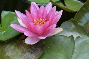 Gölette güzel pembe nilüfer çiçeği, yakın görüş.