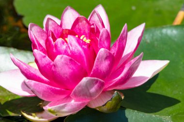 Gölette güzel pembe nilüfer çiçeği, yakın görüş.