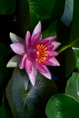 Güzel zambak gölette, yakın manzara