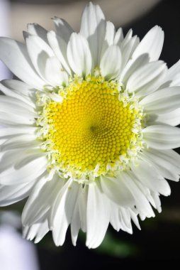 Güzel beyaz çiçeklerin yakın görüntüsü