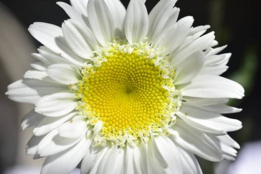 Güzel beyaz çiçeklerin yakın görüntüsü