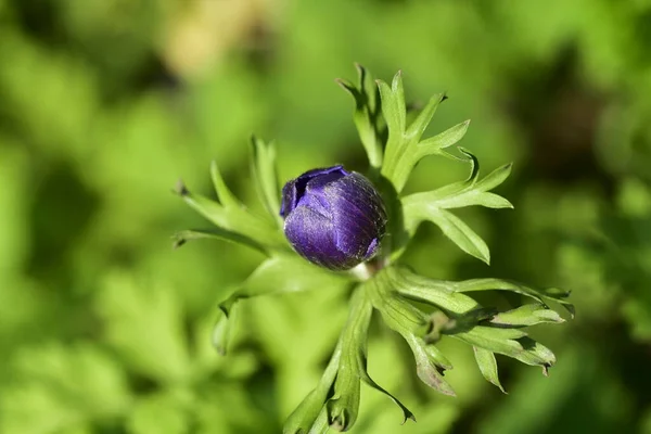 Bahçede Açan Güzel Mor Çiçeğe Yaklaş — Stok fotoğraf