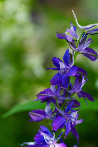 Tender Purple Flowers Growing Garden — Stock Photo, Image