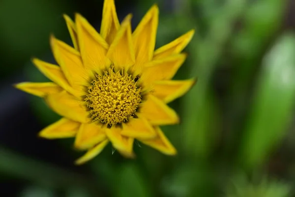 Sunny Yellow Flowers Growing Garden — Stock Photo, Image