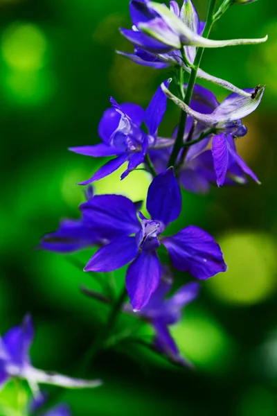 Tender Purple Flowers Growing Garden — Stock Photo, Image
