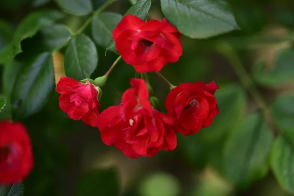 Red Roses Growing Garden Close View — Stock Photo, Image