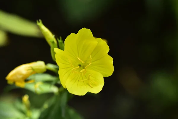 Sárga Virágok Nőnek Kertben — Stock Fotó
