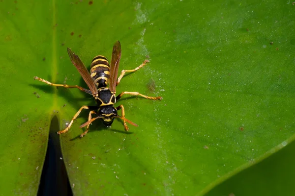 Bee Insect Green Leaf — Foto Stock