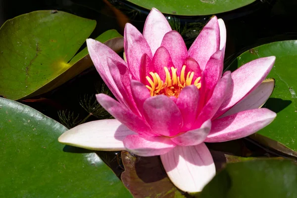 Beautiful Pink Lotus Flower Pond Close View — Stock Photo, Image