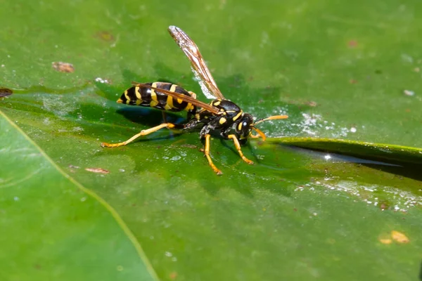 Bee Insect Green Leaf — 图库照片