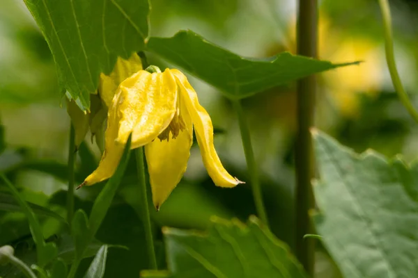 Flores Amarillas Creciendo Jardín — Foto de Stock