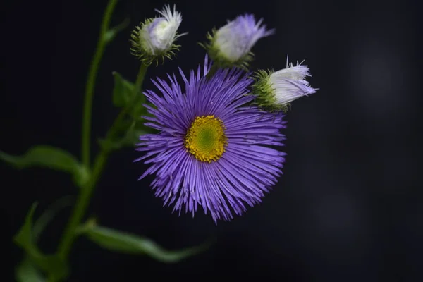 Закрыть Красивый Цветущий Пурпурный Цветок Саду — стоковое фото