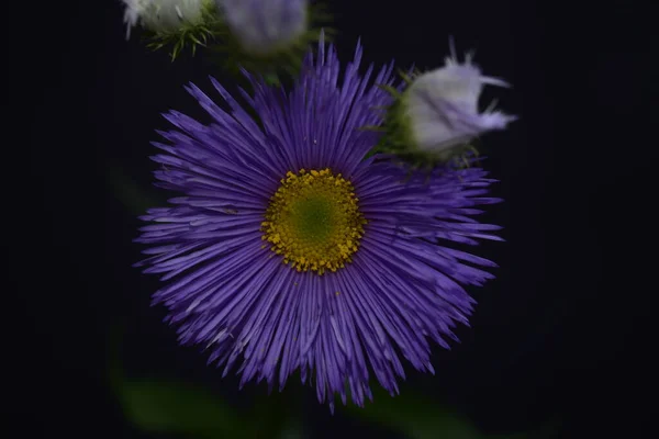 在花园里紧闭着一朵美丽的 盛开的紫色花朵 — 图库照片