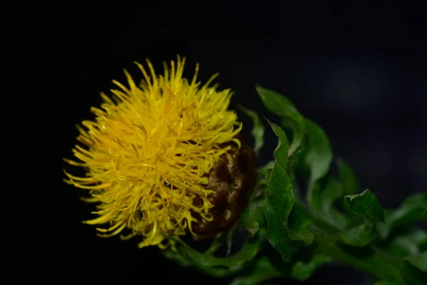 Słoneczne Żółte Kwiaty Rosnące Ogrodzie — Zdjęcie stockowe