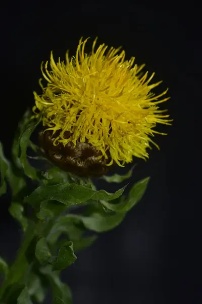 花园里长着艳丽的黄花 — 图库照片