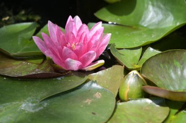 Gölette güzel pembe nilüfer çiçeği, yakın görüş.