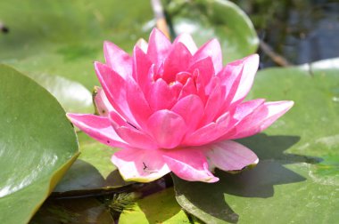 Gölette güzel pembe nilüfer çiçeği, yakın görüş.