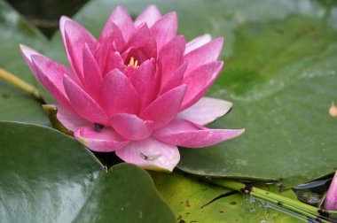 Gölette güzel pembe nilüfer çiçeği, yakın görüş.