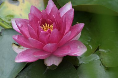 Gölette güzel pembe nilüfer çiçeği, yakın görüş.