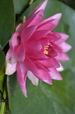 Güzel zambak gölette, yakın manzara