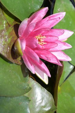 Güzel zambak gölette, yakın manzara