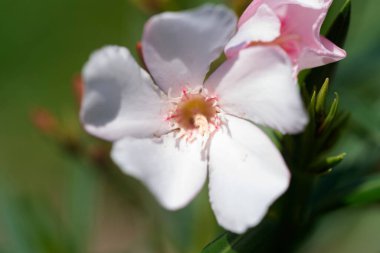 Güzel beyaz çiçeklerin yakın görüntüsü