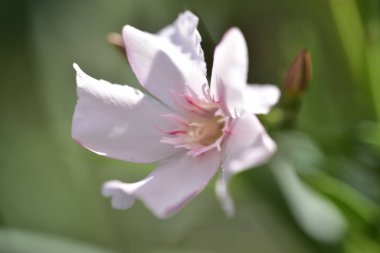 Güzel beyaz çiçeklerin yakın görüntüsü