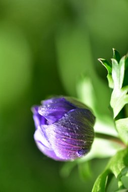Bahçede açan güzel mor çiçeğe yaklaş.