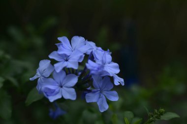 Mavi güzel çiçeklere yakın çekim, yaz konsepti.