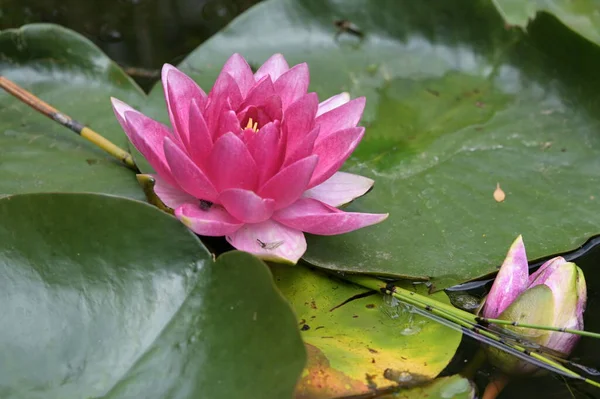 Gölette güzel pembe nilüfer çiçeği, yakın görüş.