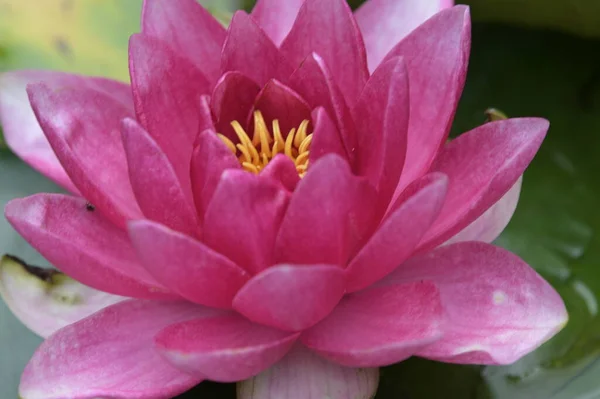 Красивый Розовый Цветок Лотоса Пруду Крупный План — стоковое фото
