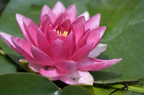 Beautiful Pink Lotus Flower Pond Close View — Stock Photo, Image