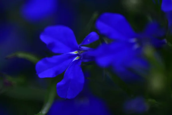 Primer Plano Flores Azules Hermosas Concepto Verano — Foto de Stock