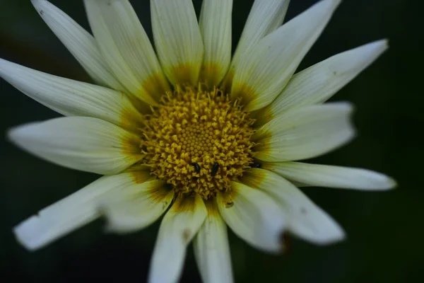 Białe Niesamowite Kwiaty Rosnące Ogrodzie — Zdjęcie stockowe