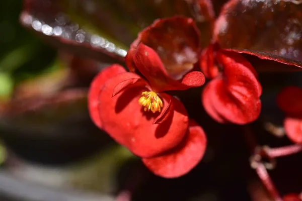 Piękne Czerwone Kwiaty Rosnące Ogrodzie — Zdjęcie stockowe