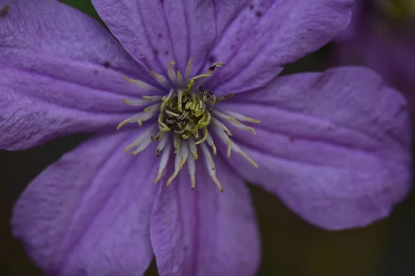 Закрыть Красивый Цветущий Пурпурный Цветок Саду — стоковое фото