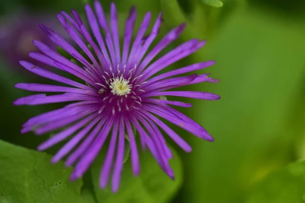 在花园里紧闭着一朵美丽的 盛开的紫色花朵 — 图库照片