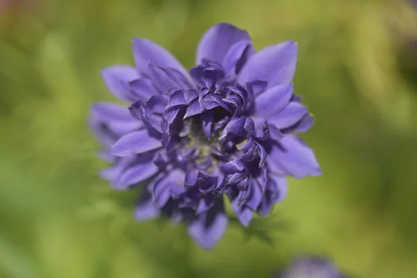 Primer Plano Hermosa Flor Púrpura Jardín — Foto de Stock