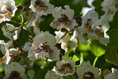 Güzel beyaz çiçeklerin yakın görüntüsü