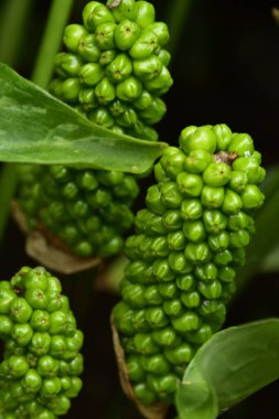 Bahar bahçesinde yetişen yeşil bitkilere yakın.