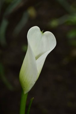 Güzel beyaz çiçeklerin yakın görüntüsü