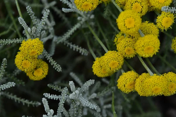 Hermosas Flores Amarillas Que Crecen Jardín — Foto de Stock