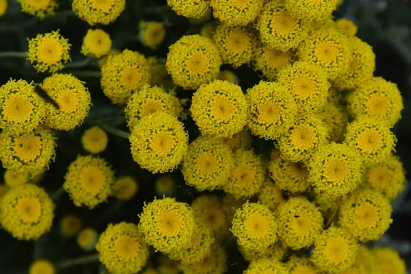 Hermosas Flores Amarillas Que Crecen Jardín —  Fotos de Stock