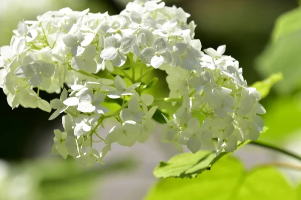 Vista Cerca Hermosas Flores Blancas Flor —  Fotos de Stock