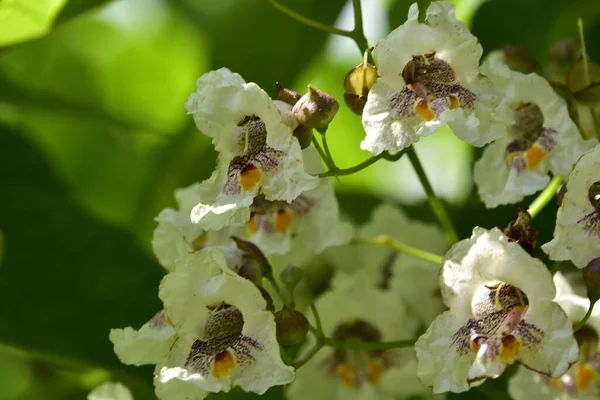 Nahaufnahme Von Schönen Weißen Blühenden Blumen — Stockfoto