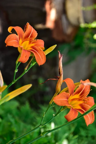 庭で育つ美しいオレンジ色の花 — ストック写真