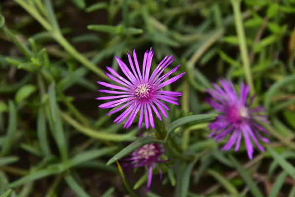 Tedere Paarse Bloemen Groeien Tuin — Stockfoto