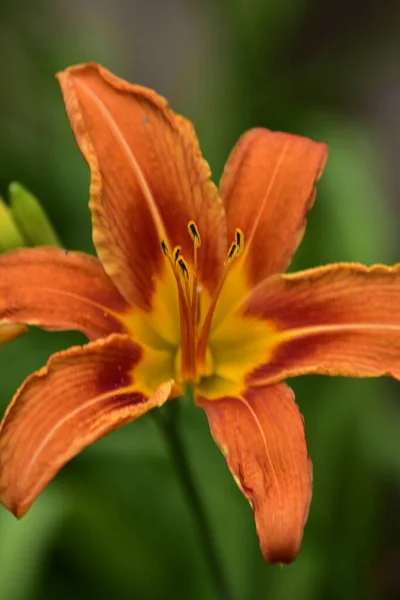 庭で育つ美しいオレンジ色の花 — ストック写真