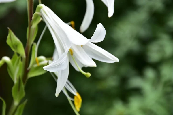 Vue Rapprochée Belles Fleurs Blanches Fleurs — Photo