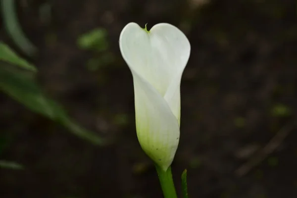 Bliska Widok Piękne Białe Kwiaty Kwitnące — Zdjęcie stockowe